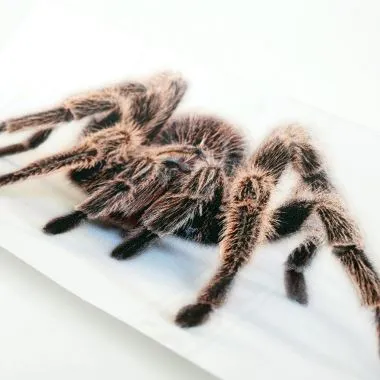 Adesivo in rilievo 3D